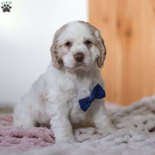 Mickey, Cocker Spaniel Puppy